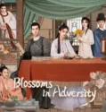 Drama China Blossoms in Adversity  Subtitle Indonesia 2024